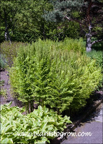 This group of Osmunda regalis var spectabilis was tight and upright.